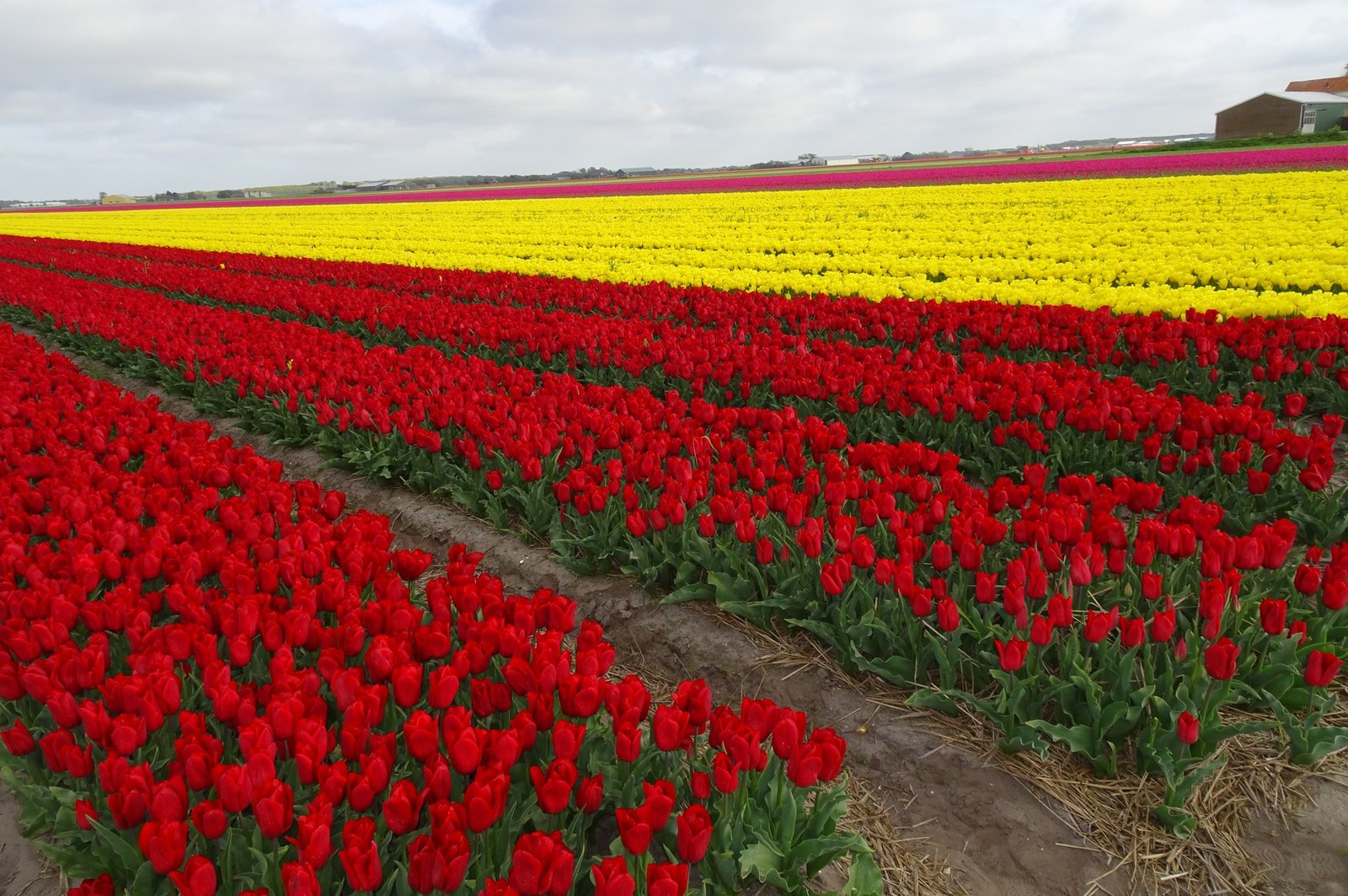 Tulips in Netherlands - Flexi Travels